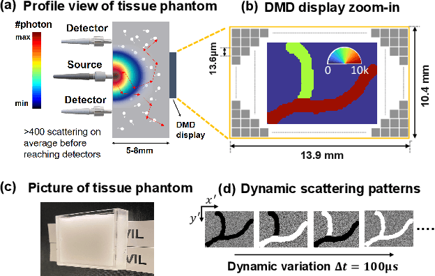 Figure 3 for Imaging dynamics beneath turbid media via parallelized single-photon detection