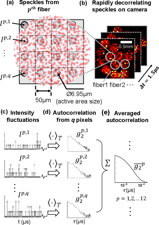 Figure 4 for Imaging dynamics beneath turbid media via parallelized single-photon detection