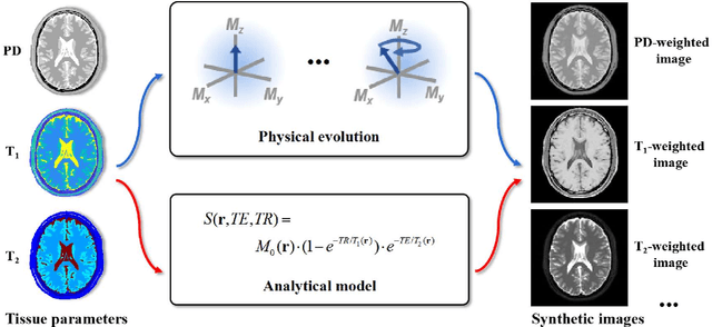 Figure 1 for Physics-driven Synthetic Data Learning for Biomedical Magnetic Resonance