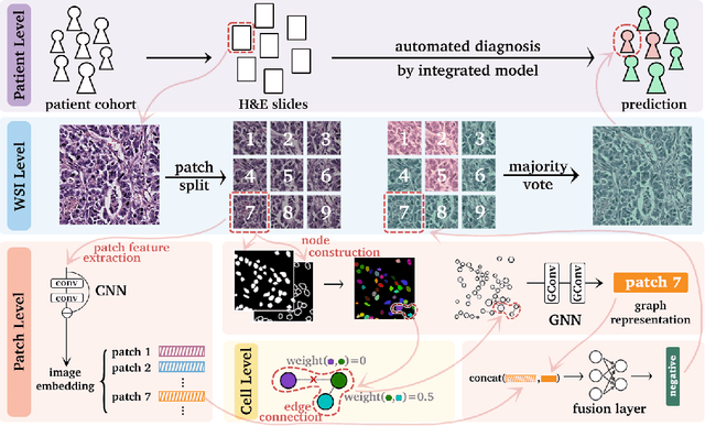 Figure 1 for How GNNs Facilitate CNNs in Mining Geometric Information from Large-Scale Medical Images