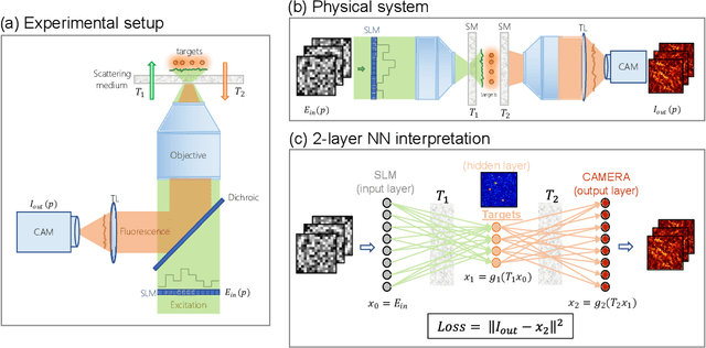Figure 3 for Physics-based neural network for non-invasive control of coherent light in scattering media