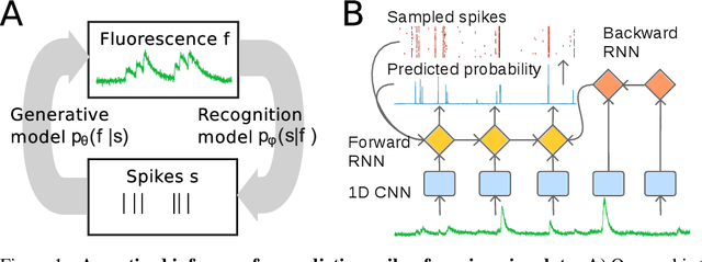Figure 1 for Fast amortized inference of neural activity from calcium imaging data with variational autoencoders