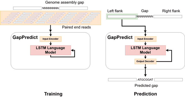 Figure 1 for GapPredict: A Language Model for Resolving Gaps in Draft Genome Assemblies