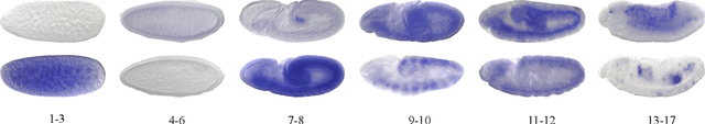Figure 1 for Deep Low-Shot Learning for Biological Image Classification and Visualization from Limited Training Samples