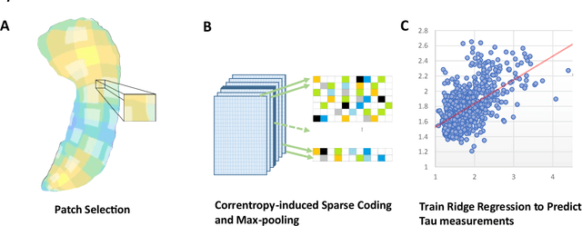 Figure 1 for Predicting Tau Accumulation in Cerebral Cortex with Multivariate MRI Morphometry Measurements, Sparse Coding, and Correntropy