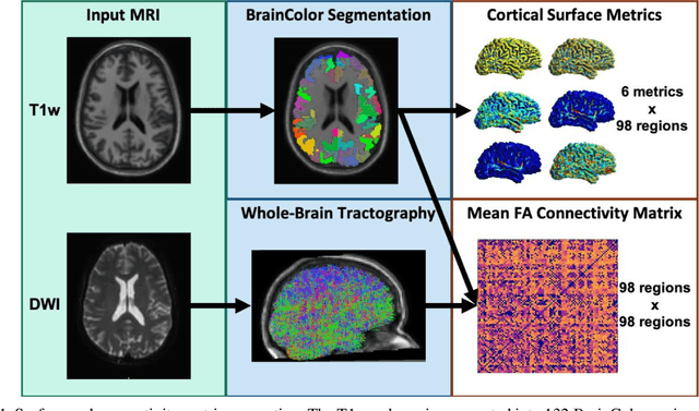 Figure 1 for Joint analysis of structural connectivity and cortical surface features: correlates with mild traumatic brain injury