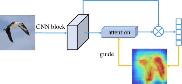 Figure 1 for Grad-CAM guided channel-spatial attention module for fine-grained visual classification