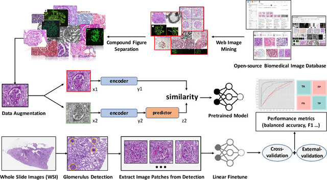 Figure 2 for Glo-In-One: Holistic Glomerular Detection, Segmentation, and Lesion Characterization with Large-scale Web Image Mining