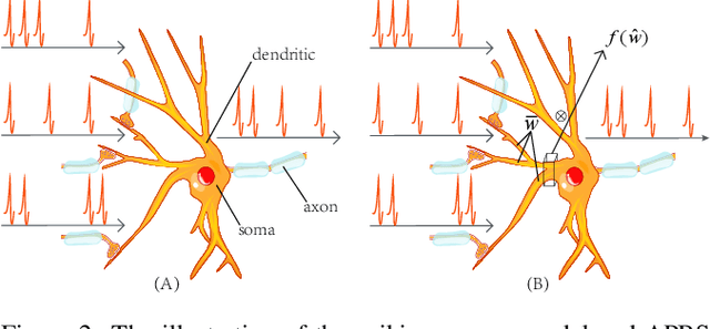 Figure 3 for Modeling Associative Plasticity between Synapses to Enhance Learning of Spiking Neural Networks