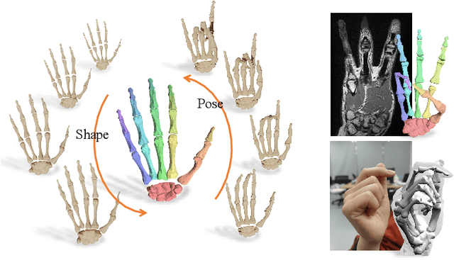Figure 1 for PIANO: A Parametric Hand Bone Model from Magnetic Resonance Imaging