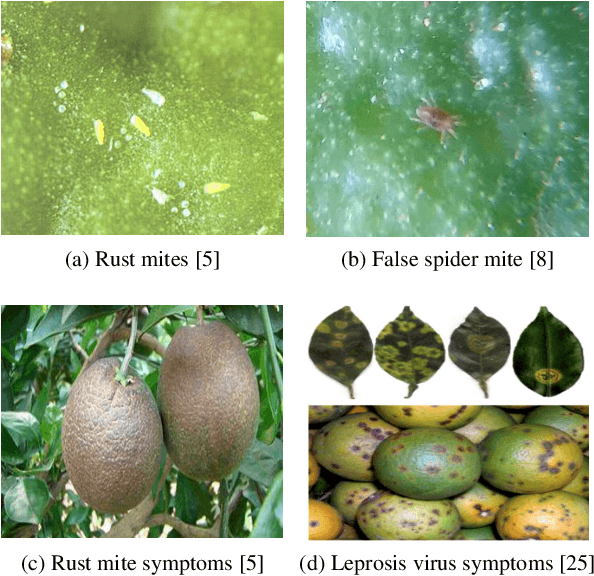 Figure 3 for Weakly Supervised Attention-based Models Using Activation Maps for Citrus Mite and Insect Pest Classification