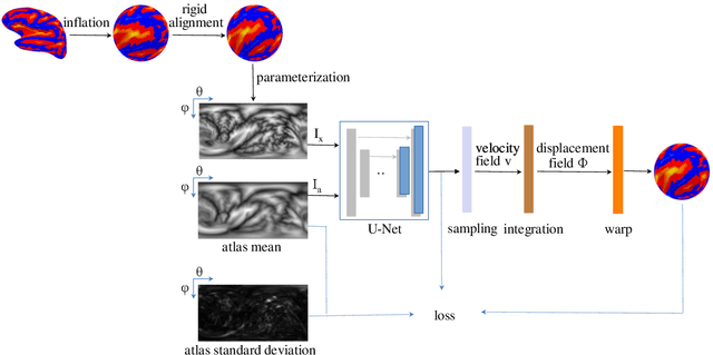 Figure 3 for Cortical surface registration using unsupervised learning