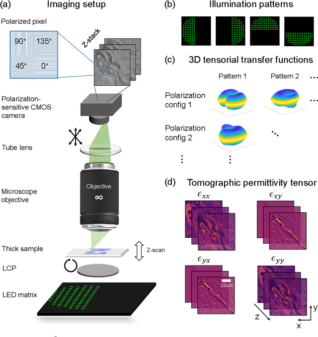 Figure 1 for Tensorial tomographic differential phase-contrast microscopy