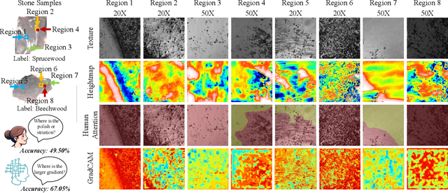 Figure 2 for LUWA Dataset: Learning Lithic Use-Wear Analysis on Microscopic Images