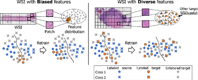 Figure 1 for Cluster Entropy: Active Domain Adaptation in Pathological Image Segmentation