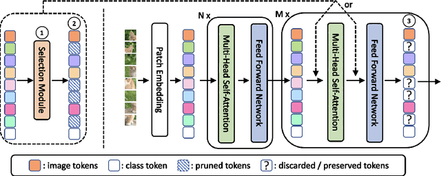 Figure 3 for Revisiting Token Pruning for Object Detection and Instance Segmentation