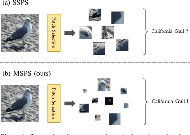 Figure 1 for M2Former: Multi-Scale Patch Selection for Fine-Grained Visual Recognition