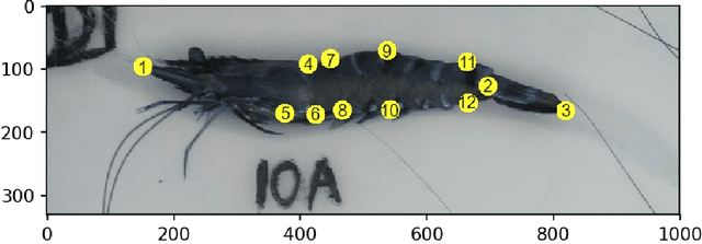 Figure 3 for Prawn Morphometrics and Weight Estimation from Images using Deep Learning for Landmark Localization