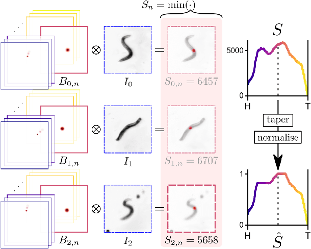 Figure 4 for 3D shape reconstruction of semi-transparent worms