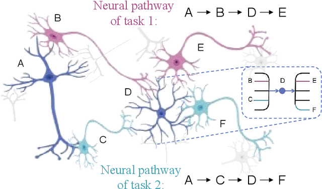 Figure 1 for Adaptive Reorganization of Neural Pathways for Continual Learning with Hybrid Spiking Neural Networks
