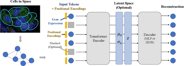 Figure 2 for Single Cells Are Spatial Tokens: Transformers for Spatial Transcriptomic Data Imputation