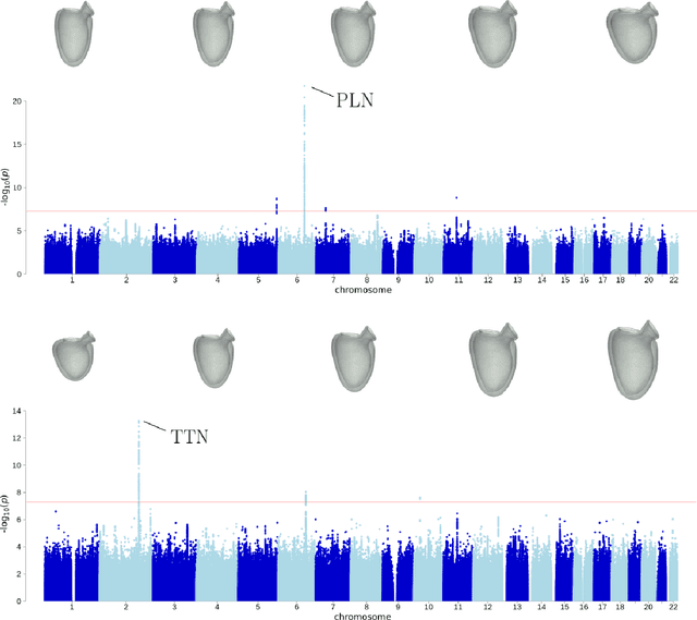 Figure 4 for Unsupervised ensemble-based phenotyping helps enhance the discoverability of genes related to heart morphology