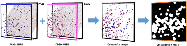 Figure 2 for Composite Biomarker Image for Advanced Visualization in Histopathology