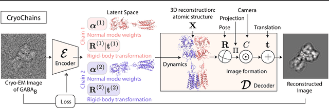 Figure 1 for Reconstructing Heterogeneous Cryo-EM Molecular Structures by Decomposing Them into Polymer Chains