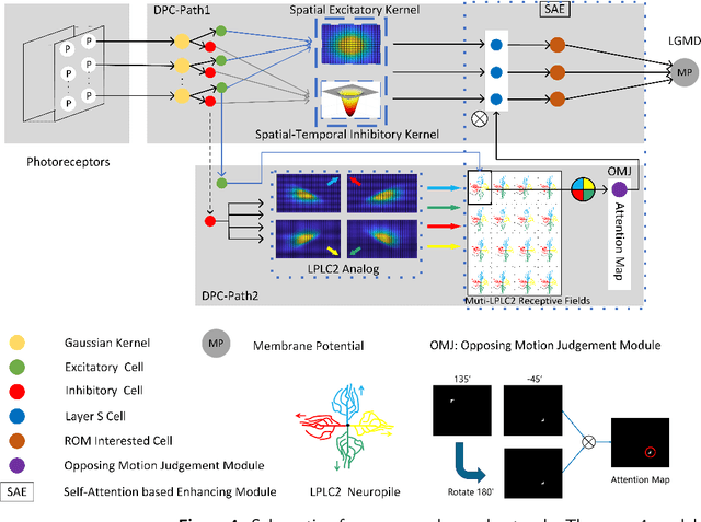 Figure 4 for OppLoD: the Opponency based Looming Detector, Model Extension of Looming Sensitivity from LGMD to LPLC2