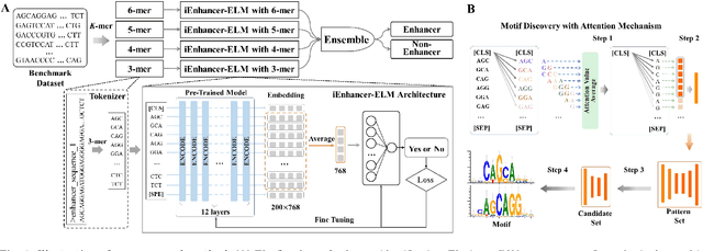 Figure 1 for iEnhancer-ELM: Improve Enhancer Identification by Extracting Multi-scale Contextual Information based on Enhancer Language Models