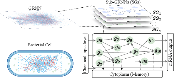 Figure 1 for Wet TinyML: Chemical Neural Network Using Gene Regulation and Cell Plasticity