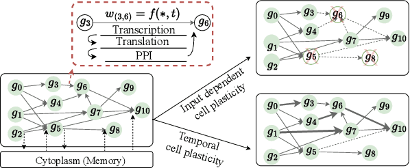 Figure 3 for Wet TinyML: Chemical Neural Network Using Gene Regulation and Cell Plasticity