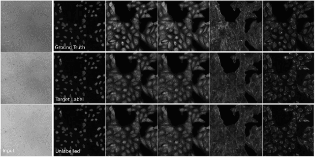 Figure 2 for Class-Guided Image-to-Image Diffusion: Cell Painting from Brightfield Images with Class Labels