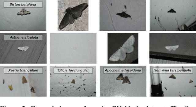 Figure 3 for Automated Visual Monitoring of Nocturnal Insects with Light-based Camera Traps
