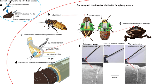 Figure 1 for Resilient conductive membrane synthesized by in-situ polymerisation for wearable non-invasive electronics on moving appendages of cyborg insect