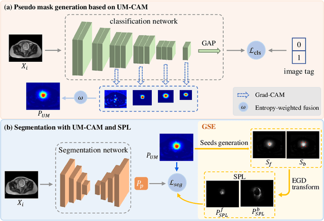 Figure 1 for UM-CAM: Uncertainty-weighted Multi-resolution Class Activation Maps for Weakly-supervised Fetal Brain Segmentation