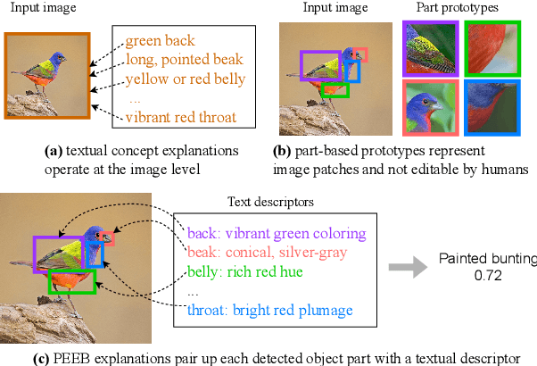 Figure 1 for PEEB: Part-based Image Classifiers with an Explainable and Editable Language Bottleneck