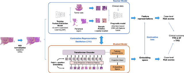 Figure 1 for Semi-supervised ViT knowledge distillation network with style transfer normalization for colorectal liver metastases survival prediction