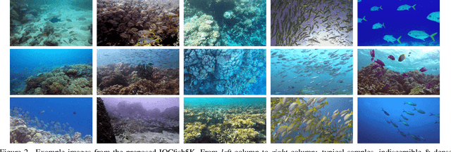 Figure 3 for Indiscernible Object Counting in Underwater Scenes