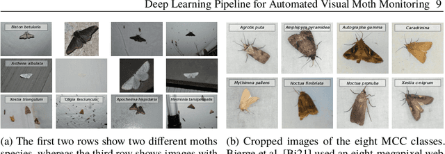 Figure 4 for Deep Learning Pipeline for Automated Visual Moth Monitoring: Insect Localization and Species Classification