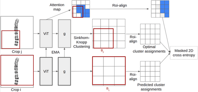 Figure 3 for Tokensome: Towards a Genetic Vision-Language GPT for Explainable and Cognitive Karyotyping
