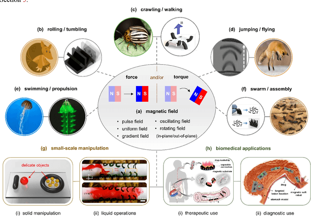 Figure 1 for Design, Actuation, and Functionalization of Untethered Soft Magnetic Robots with Life-Like Motions: A Review