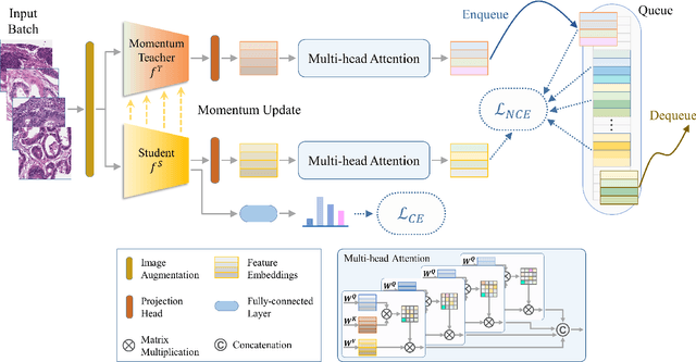 Figure 1 for MoMA: Momentum Contrastive Learning with Multi-head Attention-based Knowledge Distillation for Histopathology Image Analysis