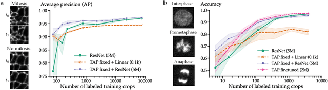 Figure 4 for Self-supervised dense representation learning for live-cell microscopy with time arrow prediction