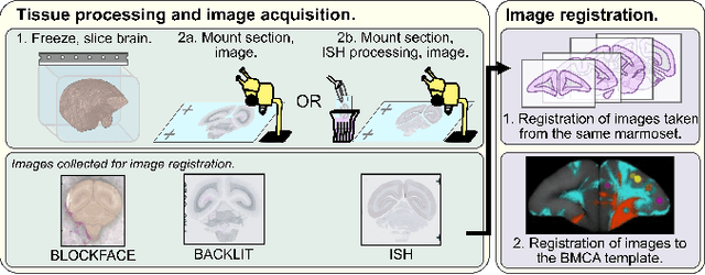 Figure 4 for An automated pipeline to create an atlas of in situ hybridization gene expression data in the adult marmoset brain