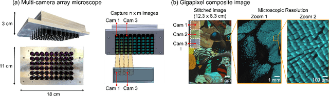 Figure 1 for Multi-scale gigapixel microscopy using a multi-camera array microscope