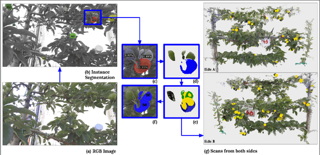Figure 3 for Seeing the Fruit for the Leaves: Robotically Mapping Apple Fruitlets in a Commercial Orchard