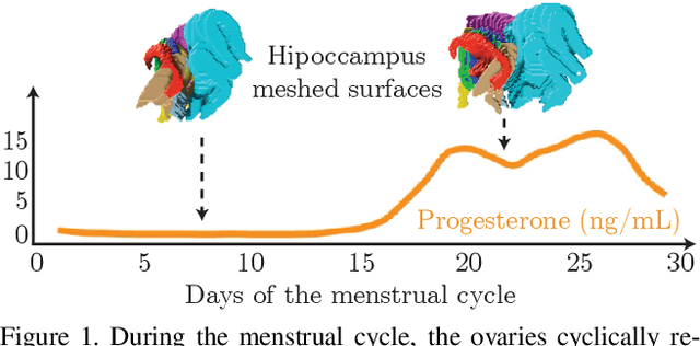 Figure 1 for Geodesic Regression Characterizes 3D Shape Changes in the Female Brain During Menstruation