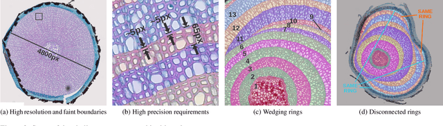Figure 4 for Iterative Next Boundary Detection for Instance Segmentation of Tree Rings in Microscopy Images of Shrub Cross Sections