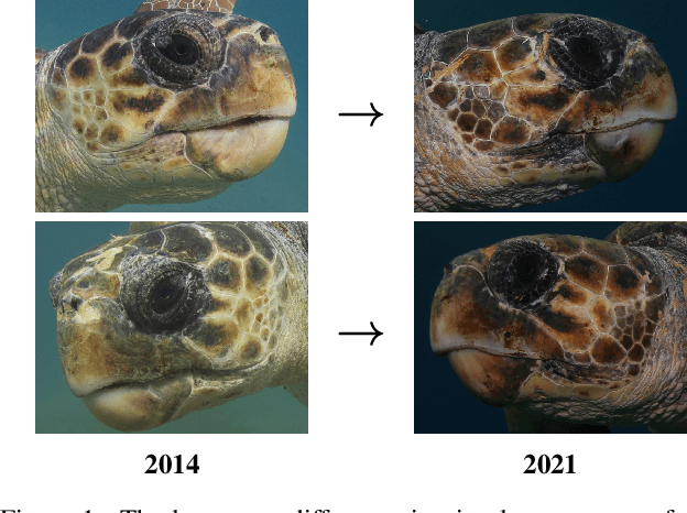 Figure 1 for SeaTurtleID2022: A long-span dataset for reliable sea turtle re-identification